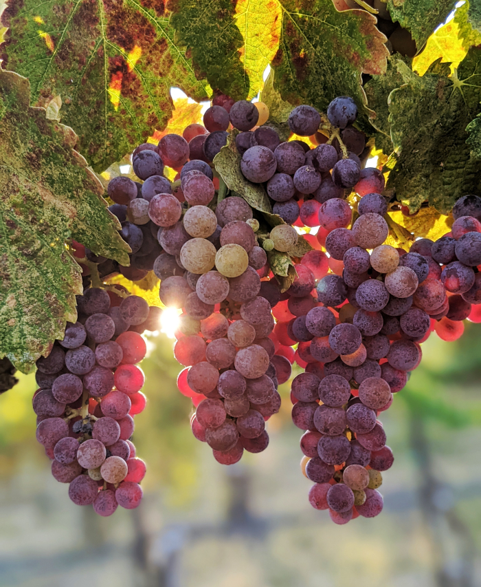 Muscardin Cluster in Fall 2022