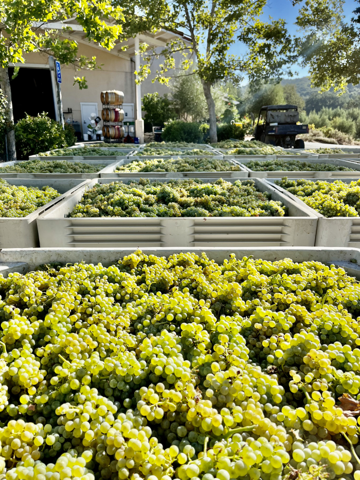 Grenache Blanc on crushpad