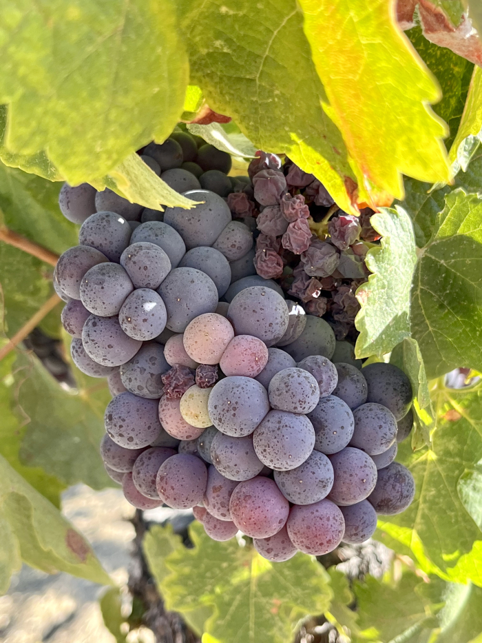 Mourvedre cluster with raisining