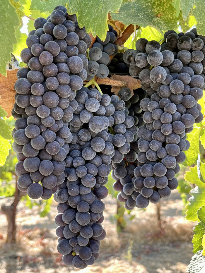 Syrah clusters