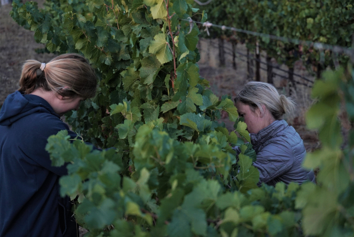 Chelsea and Intern harvesting