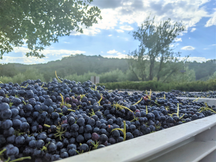 Syrah on the Crushpad