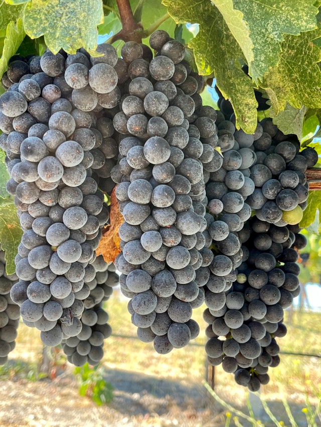 Syrah Clusters