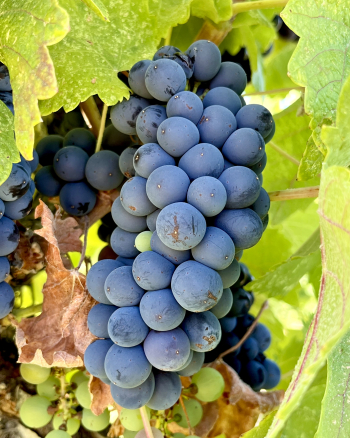 Pre-harvest 2022 - Syrah