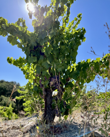 Pre-harvest 2022 - Grenache vine