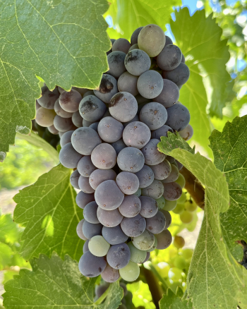 Pre-harvest 2022 - Grenache