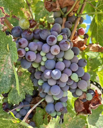 Pre-harvest 2022 - Cinsaut