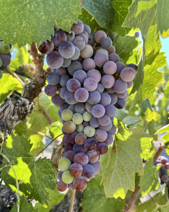 Pre-harvest 2022 - Counoise