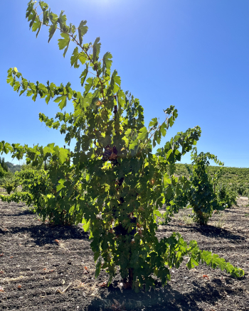 Pre-harvest 2022 - Cinsaut Vine