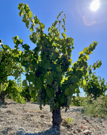 Pre-harvest 2022 - Counoise Vine