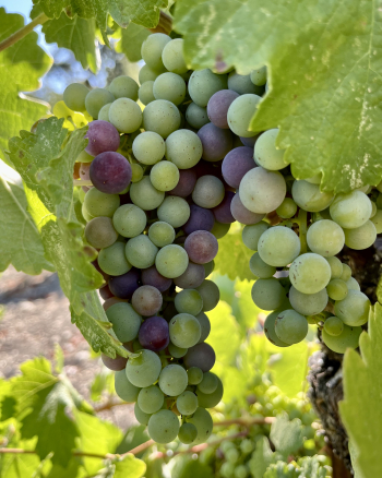 Pre-harvest 2022 - Mourvedre