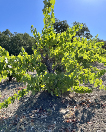 Pre-harvest 2022 - Mourvedre Vine