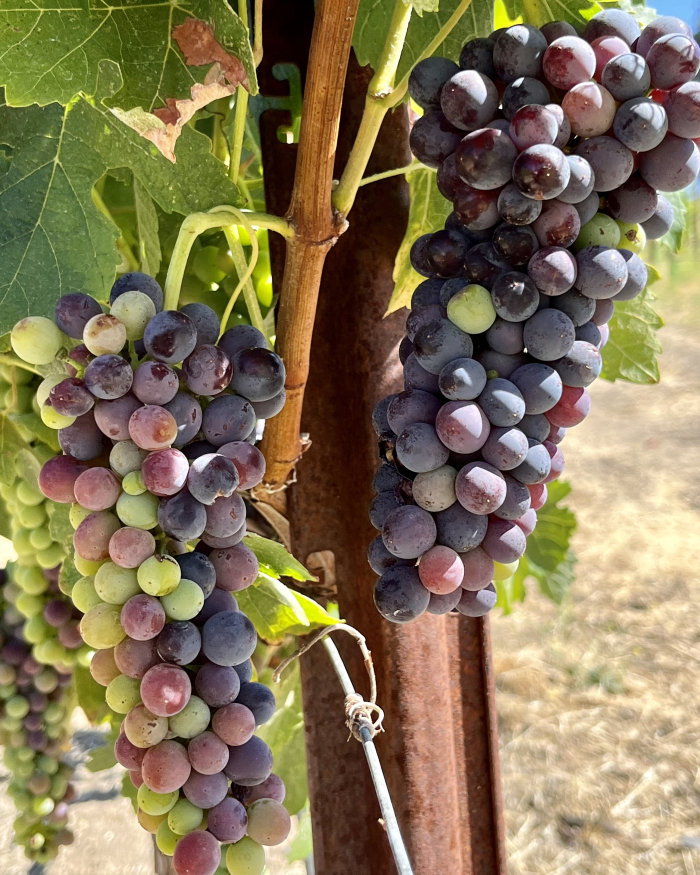 Veraison 2022 - Syrah