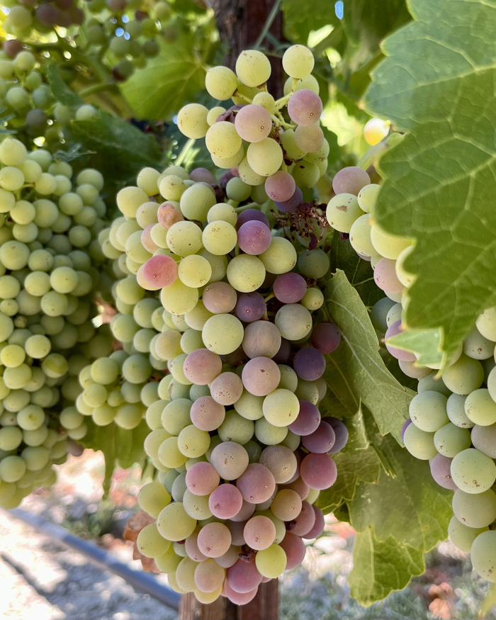 Veraison 2022 - Grenache
