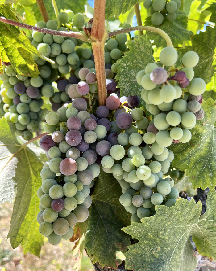 Veraison 2022 - Mourvedre