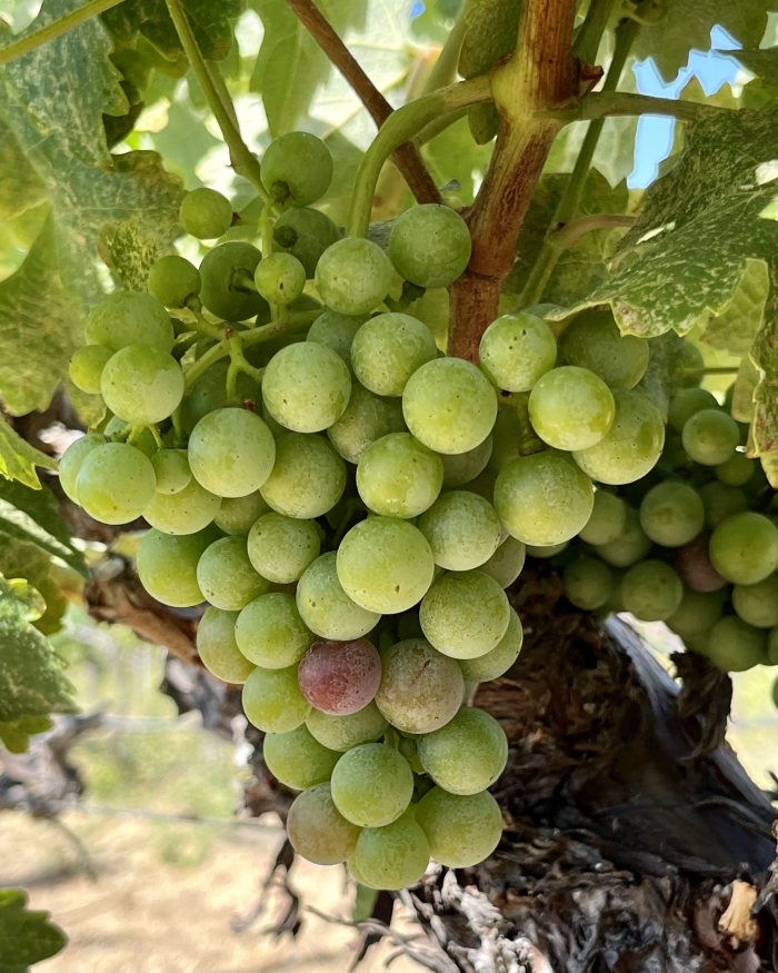 Veraison 2022 - Counoise