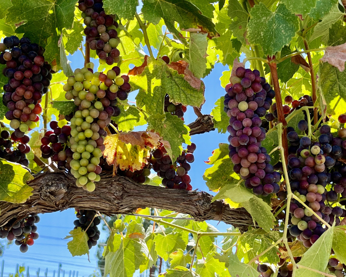 Veraison 2022 - Syrah Horizontal