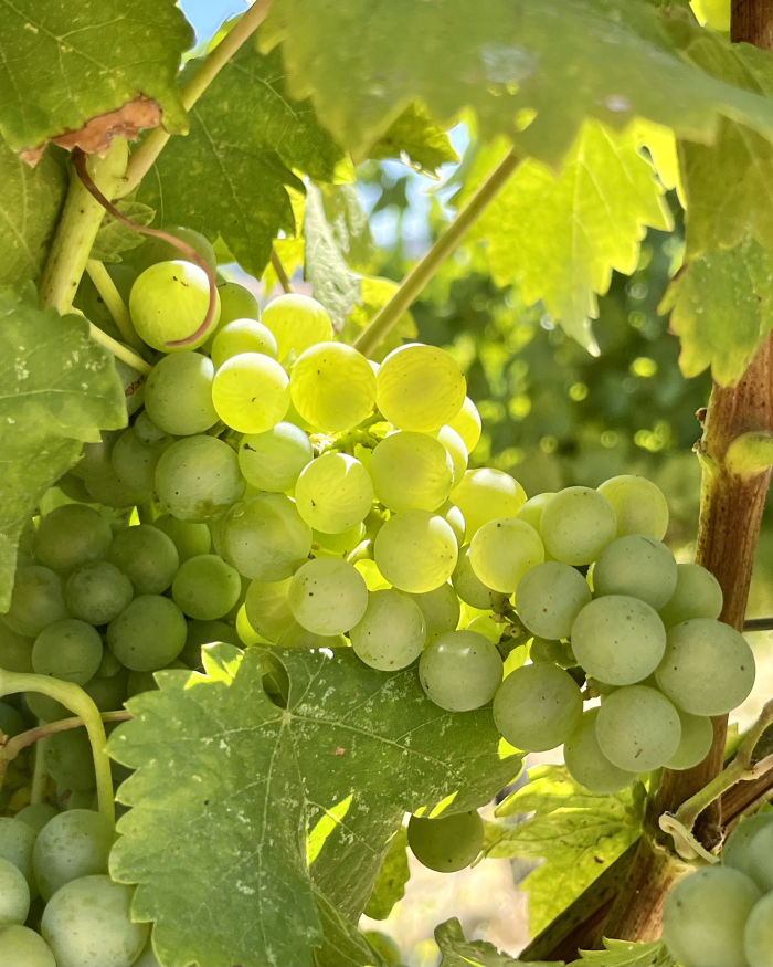 Veraison 2022 - Viognier