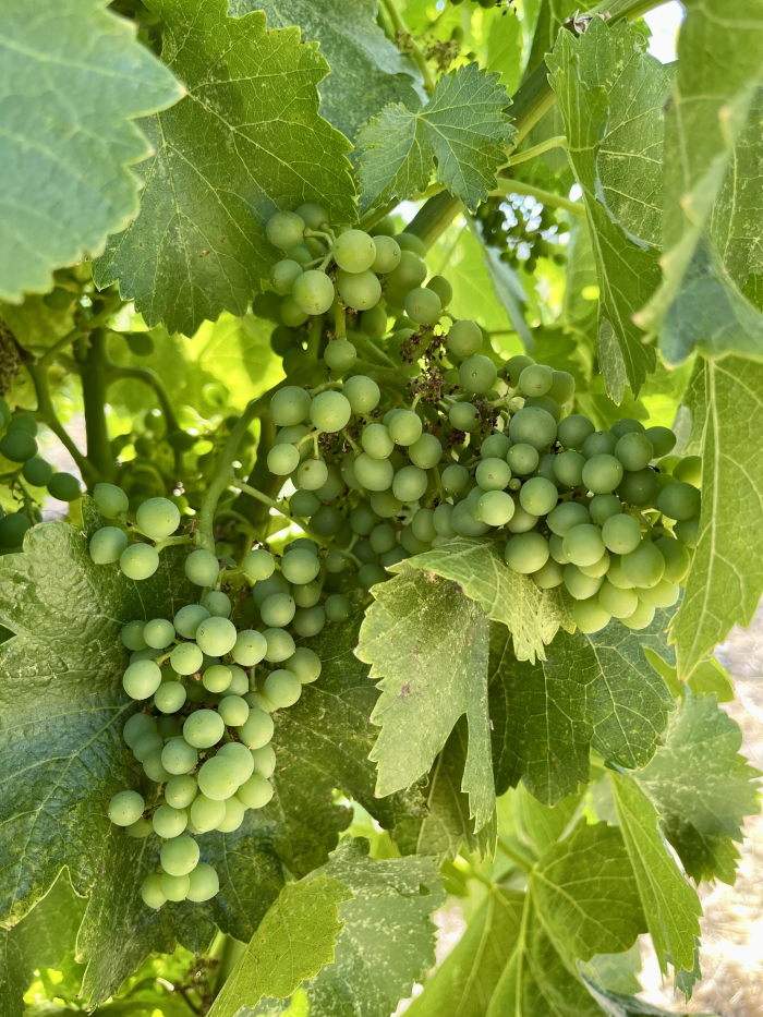 Solstice 2022 - Grenache berries