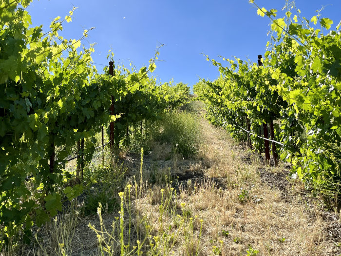 Solstice 2022 - Syrah Block