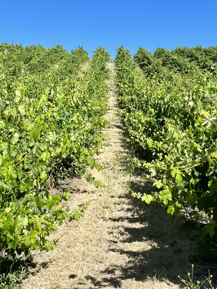 Solstice 2022 - Vermentino block