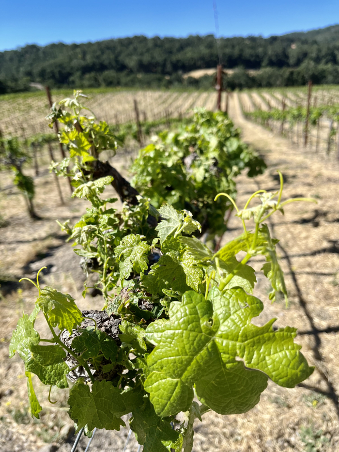 Solstice 2022 - Frost Recovery