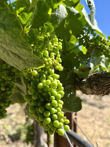 Solstice 2022 - Roussanne berries