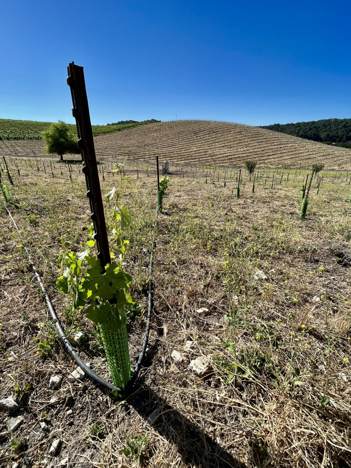 Solstice 2022 - New Counoise block