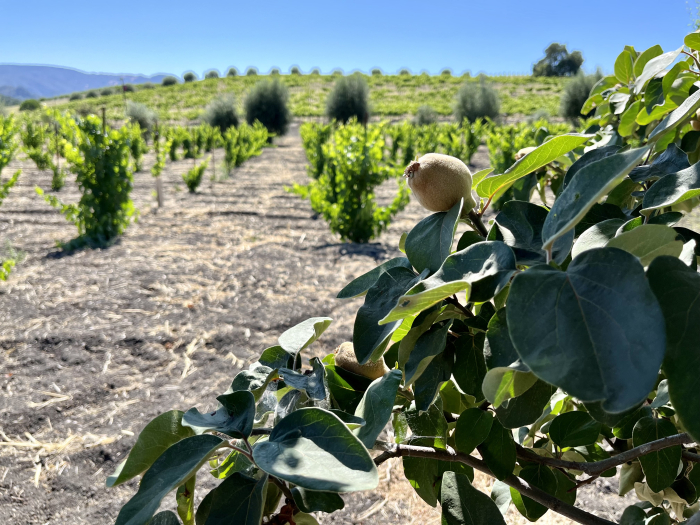 Solstice 2022 - Quince