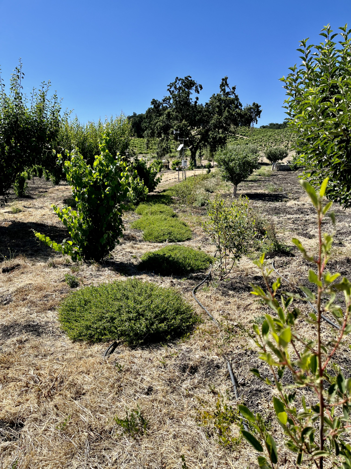 Solstice 2022 - Insectaries