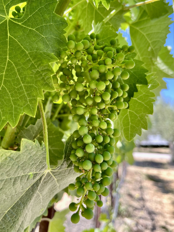 Solstice 2022 - Mourvedre berries