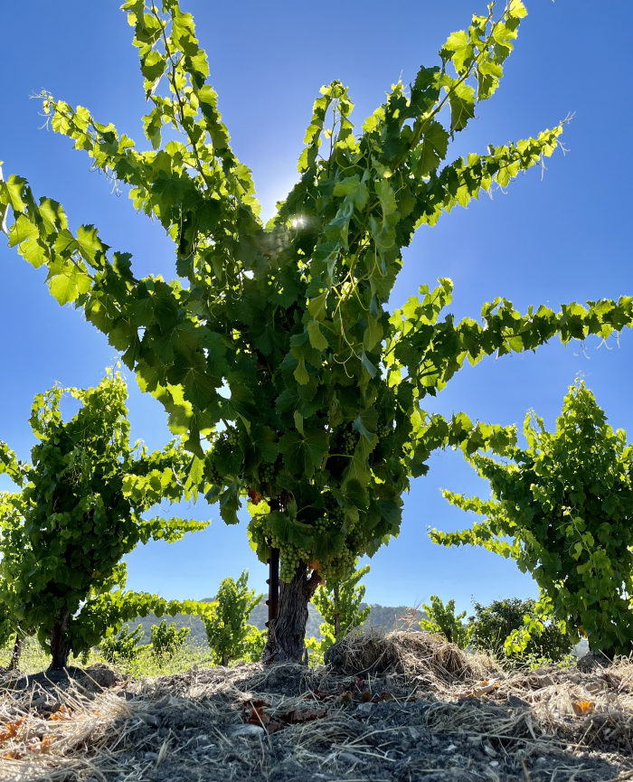 Solstice 2022 - Grenache vine