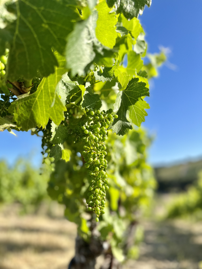 Fruit Set 2022 - Syrah