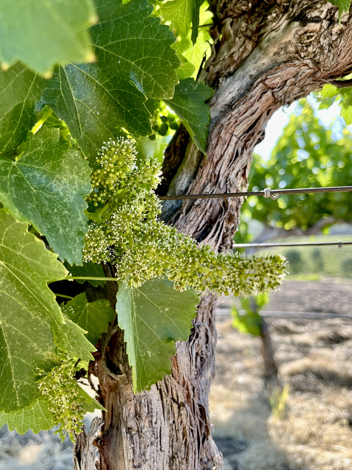 Flowering 2022 - Roussanne