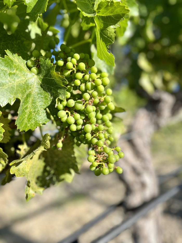 Fruit Set 2022 - Grenache