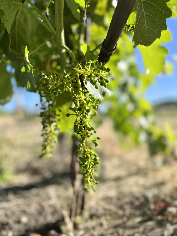 Fruit Set 2022 - Viognier