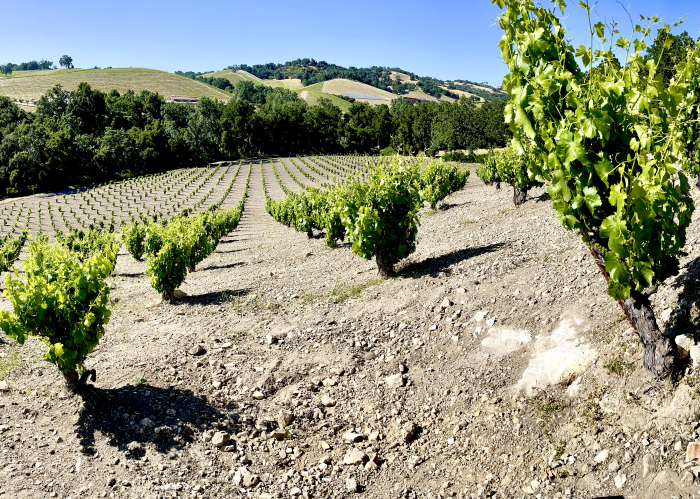 Scruffy Hill Long View Down