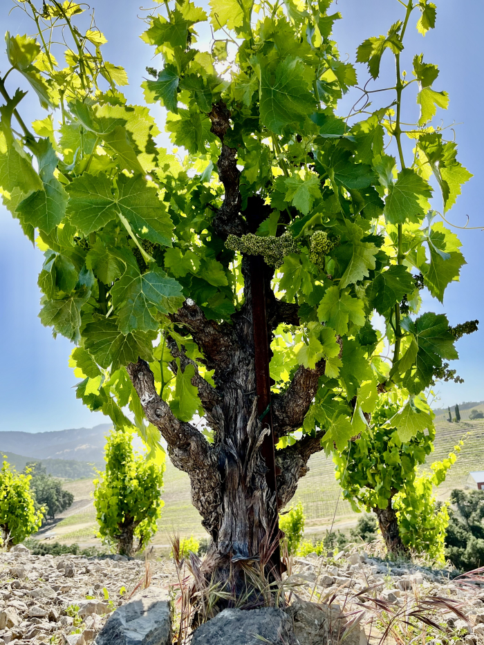 Scruffy Hill Grenache closeup