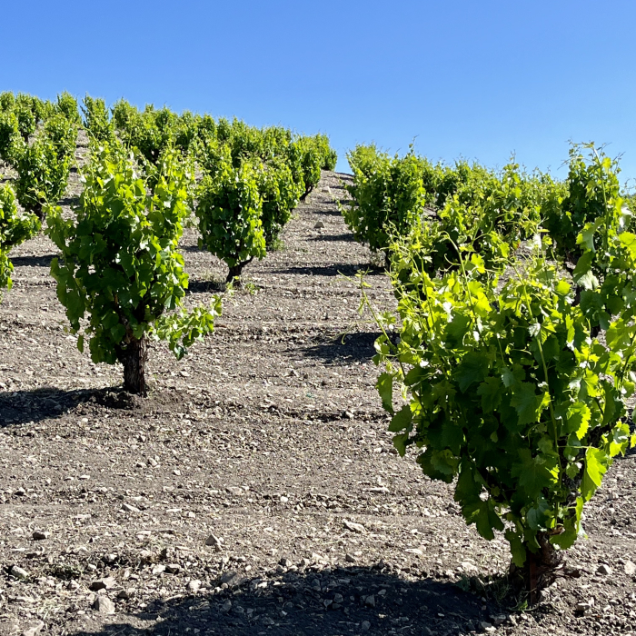 Scruffy Hill Overview Square