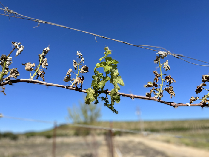 May 2022 Frost - Syrah