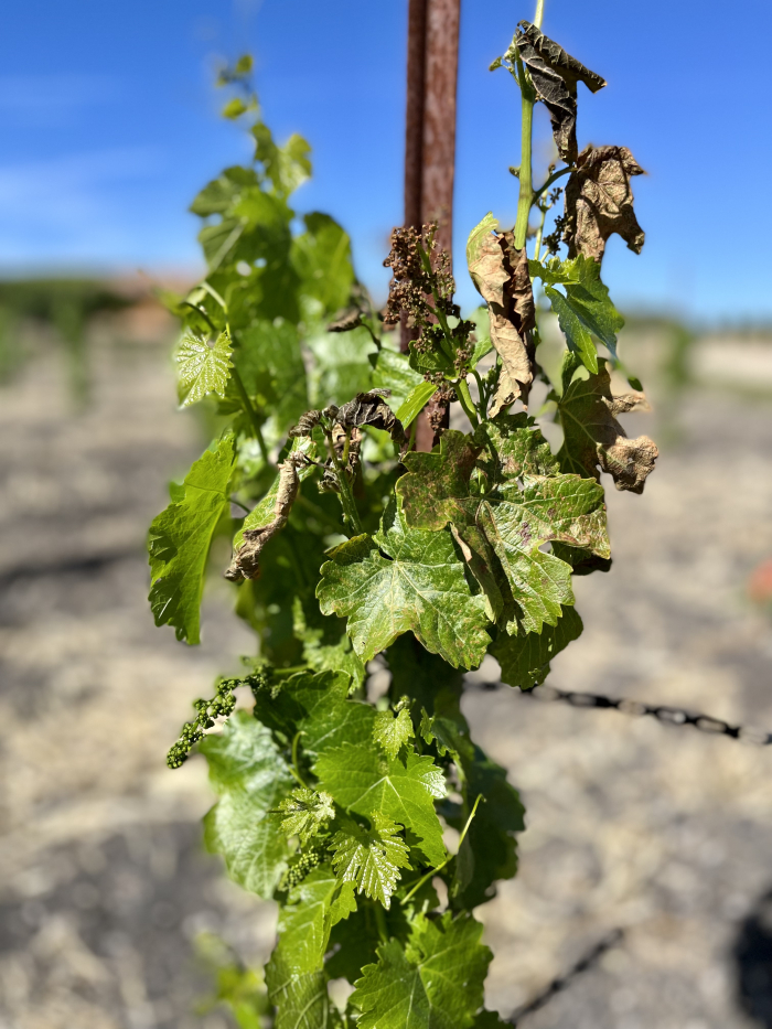 May 2022 Frost - Cinsaut