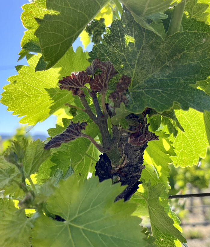 April 2022 Frost - Grenache