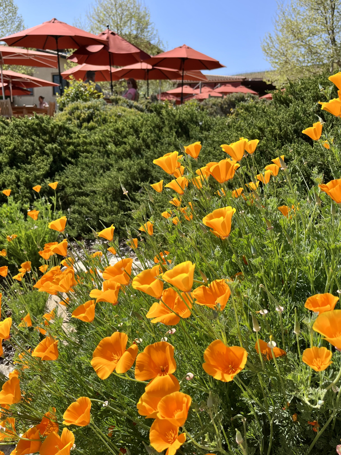 Wildflowers 2022 - Poppies