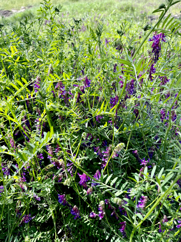 Wildflowers 2022 - Vetch