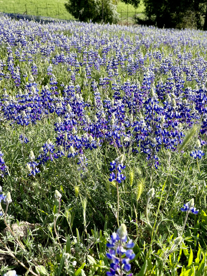 Wildflowers 2022 - Lupine
