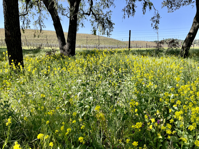 Wildflowers 2022 - Mustard