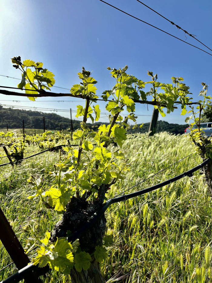 Wildflowers 2022 - Viognier