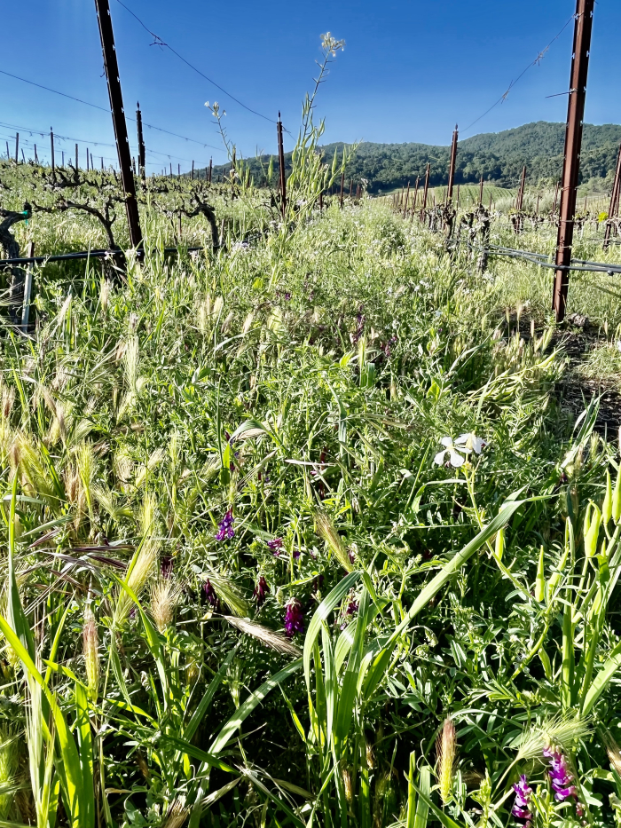 Wildflowers 2022 - Mixed Cover Crop
