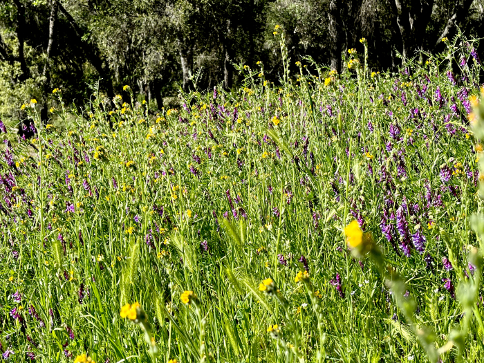 Wildflowers 2022 - Riot