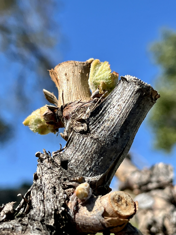 Budbreak 2022 - Grenache